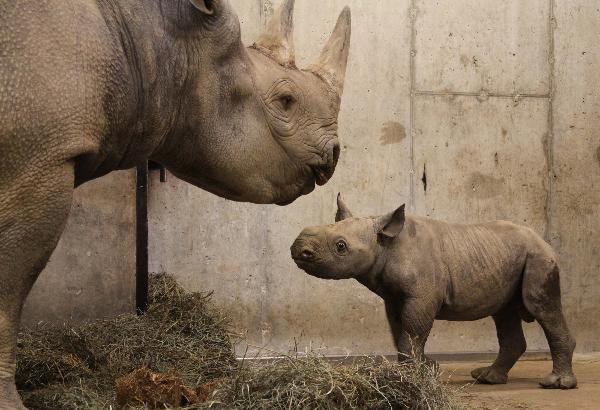 Baby black rhinoceros born at St. Louis zoo