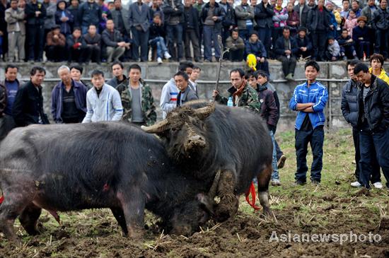 Bull fighting for Spring Festival