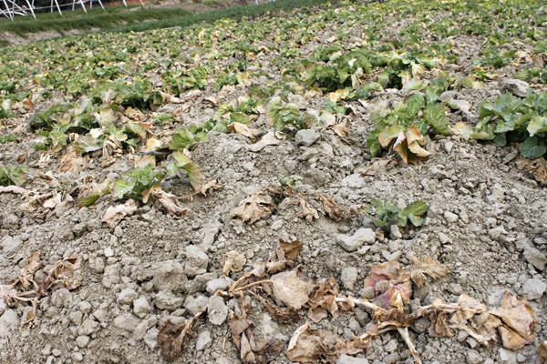 Chinese farmers battle against drought