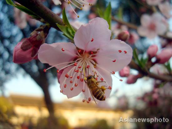 Peach flowers blossom in spring