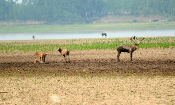 Elk unsettled in drought-hit nature park