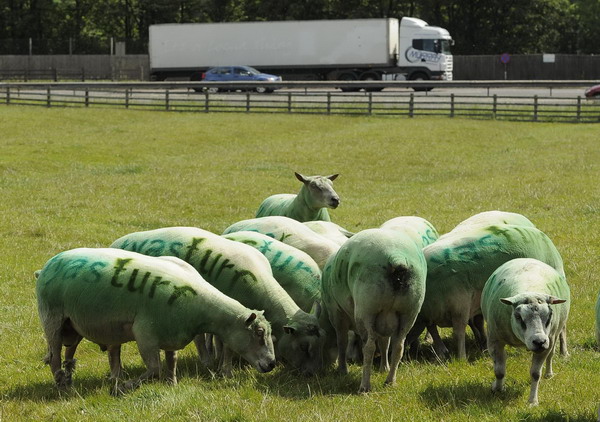 UK farmer sprays sheep with adverts