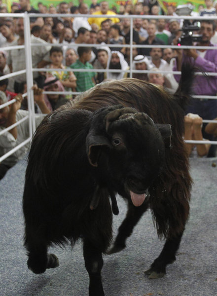 'Most Beautiful Goat' competition in Jordan