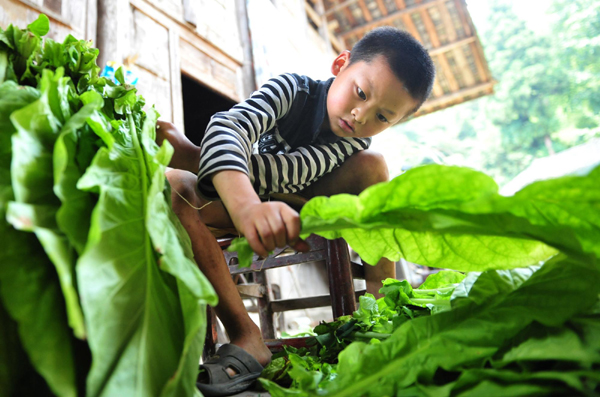 Brothers fill summer with tobacco chores