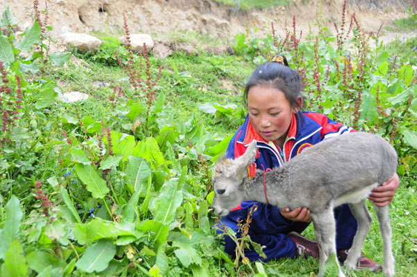 Tibetan girl saves baby sheep