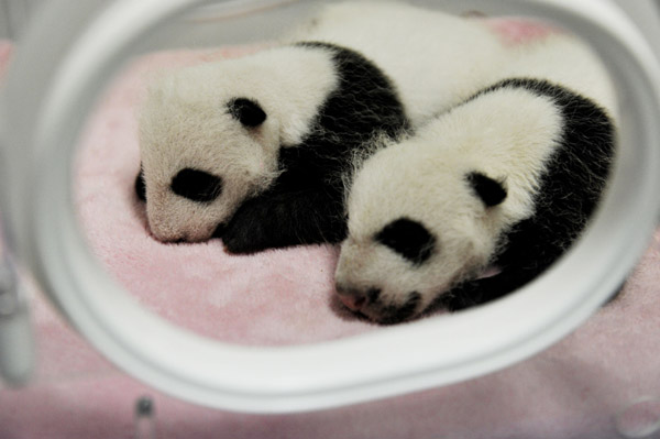 Cosy cubs