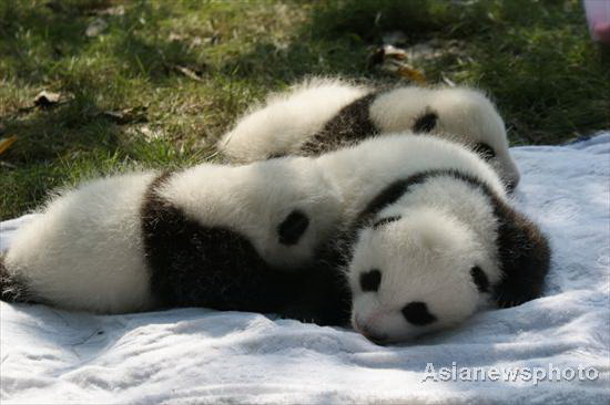 Panda cubs' outdoor debut in SW China