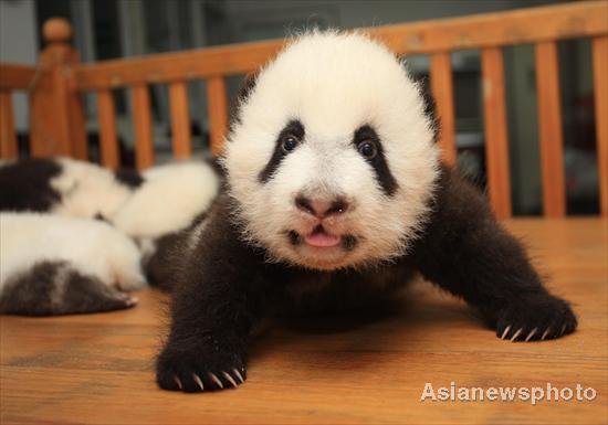 Pandas get health checkup in SW China