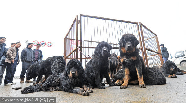 Street sale of dozens of Tibetan mastiffs