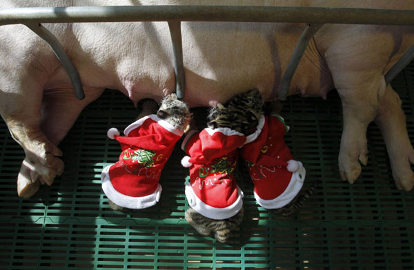 Tiger cubs celebrate Christmas Eve in Thailand