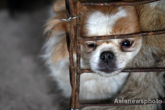 1,000 dogs saved from dining tables