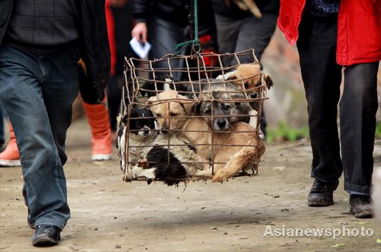 1,000 dogs saved from dining tables