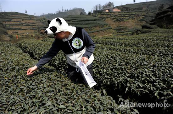 Panda fertilizer may help flavor pricey tea