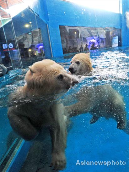 Twin polar bear cubs' survival 'miracle'