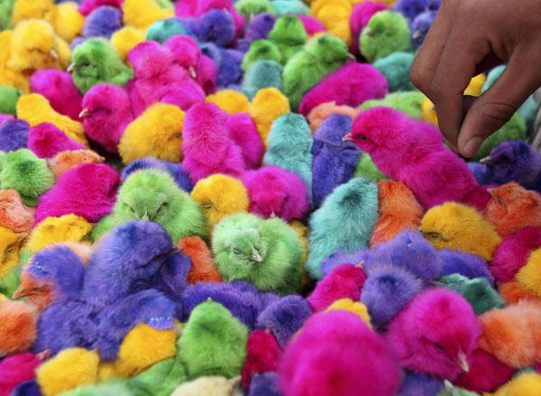 Colored chicks sold before Easter