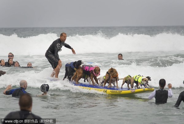 Surfing dogs compete on the waves