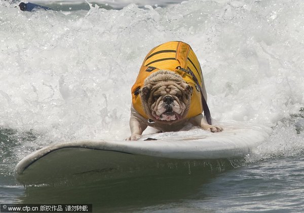 Surfing dogs compete on the waves