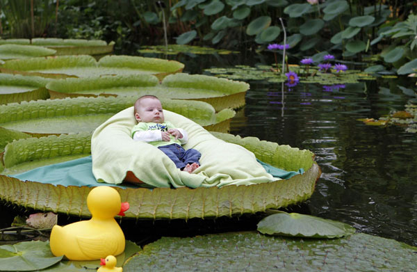 Photo shoot for babies on waterlily leaf