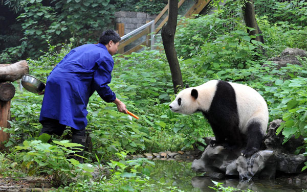 Olympic pandas to sojourn in Malaysia