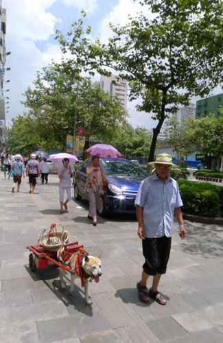 'Hubai' the helpful dog