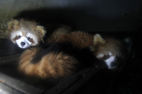 Baby red pandas survive in C China zoo