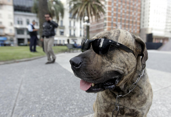 Dog in sunglasses