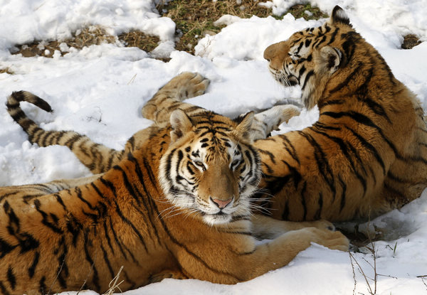 Siberian tigers play in snow in E China