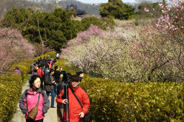 Plum blossoms seen at scenic resort in E China