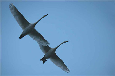 Swan love songs