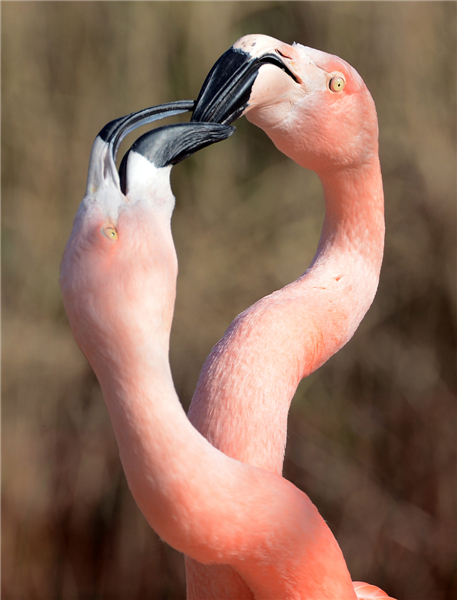 Animals enjoy sunshine in German zoo