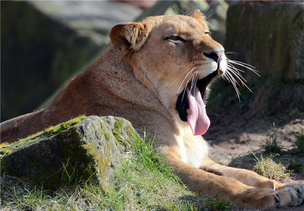 Animals enjoy sunshine in German zoo