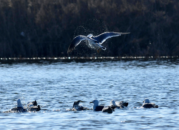 Wetland birds herald start of spring