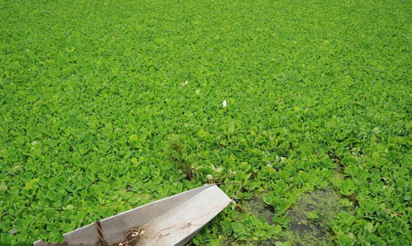 A field of water in S China