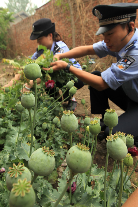 Police eradicate illegal poppies