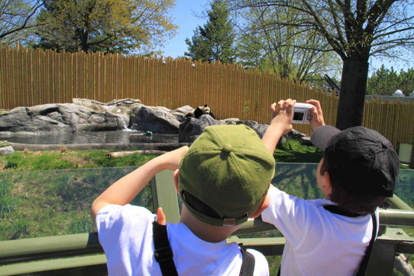 Giant pandas debut at Toronto Zoo