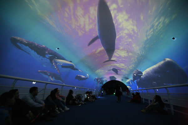 Glimpse of marine life at Dalian ocean parks