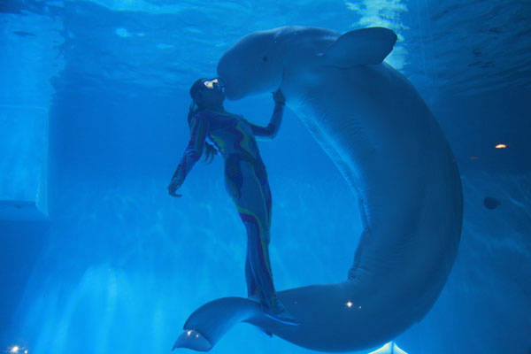 Glimpse of marine life at Dalian ocean parks