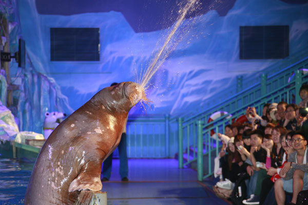 Glimpse of marine life at Dalian ocean parks