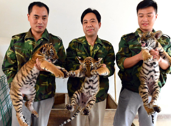 Newborn tiger cubs make debut in C China