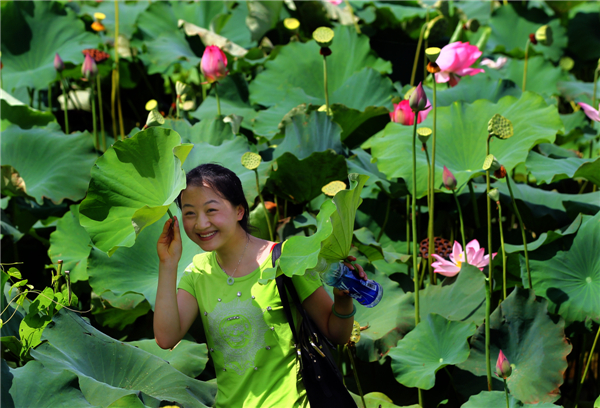 Wonder of lotus opens up during festival