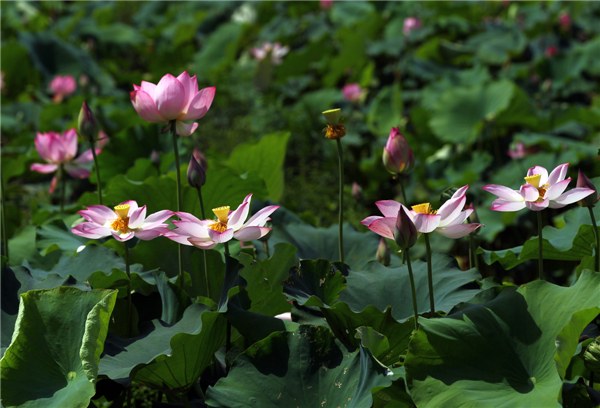 Wonder of lotus opens up during festival