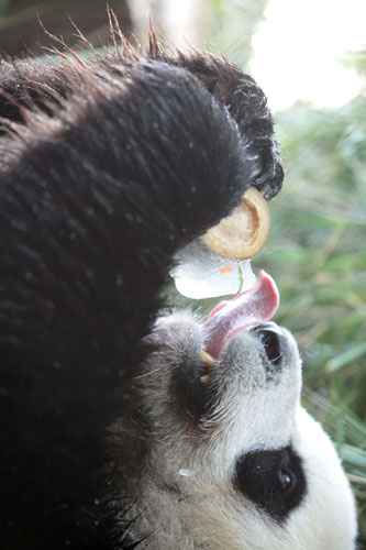 Panda chills out with cool meal