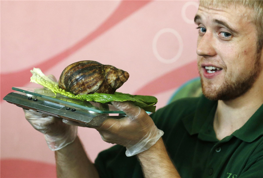 London Zoo conducts annual weigh-in for animals