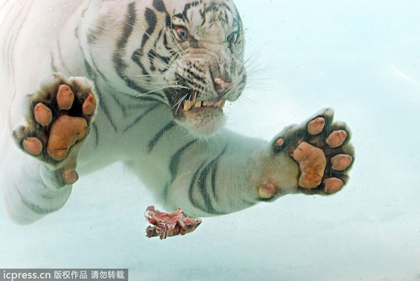 Flash of a predator as tiger dives for food