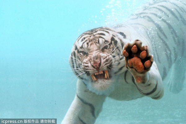 Flash of a predator as tiger dives for food