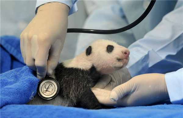 Tiny panda cub's health check