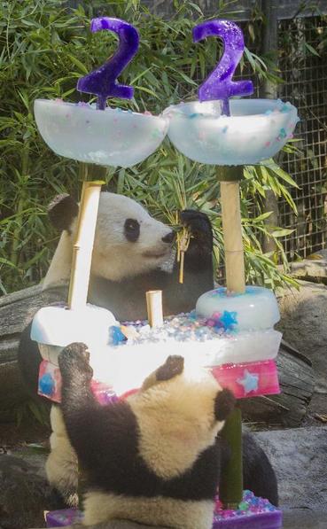 Panda 'Bai Yun' celebrates 22nd birthday in US