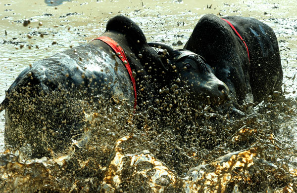 Bullfight for bumper harvest in E China