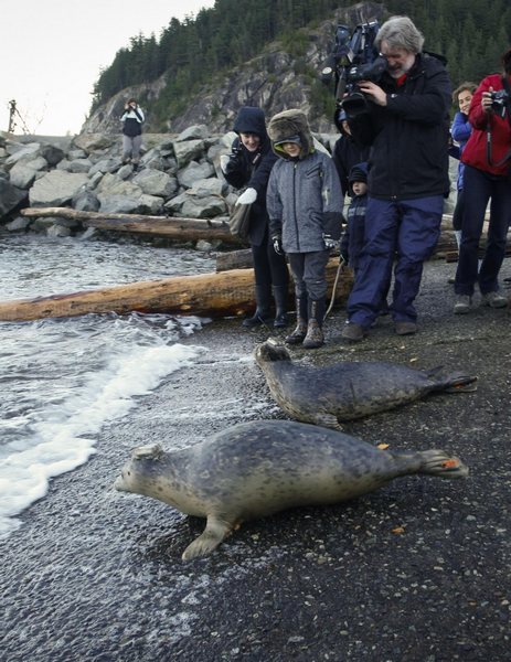 Vancouver Aquarium sets free 7 harbour seals