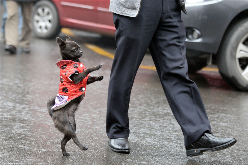 Walking dog in SW China